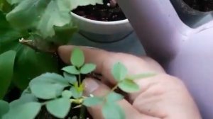 Спасаем комнатную розу принесенную из магазина