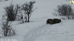 Охота с Подхода на Дикого Кабана в Турции зимой 2022!? Добыл хороший трофей!?WILD BOAR HUNTİNG!?202