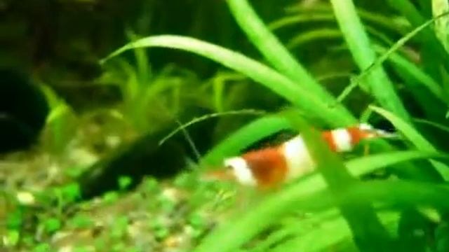 Креветка Красный кристалл (Caridina sp ) смотреть онлайн