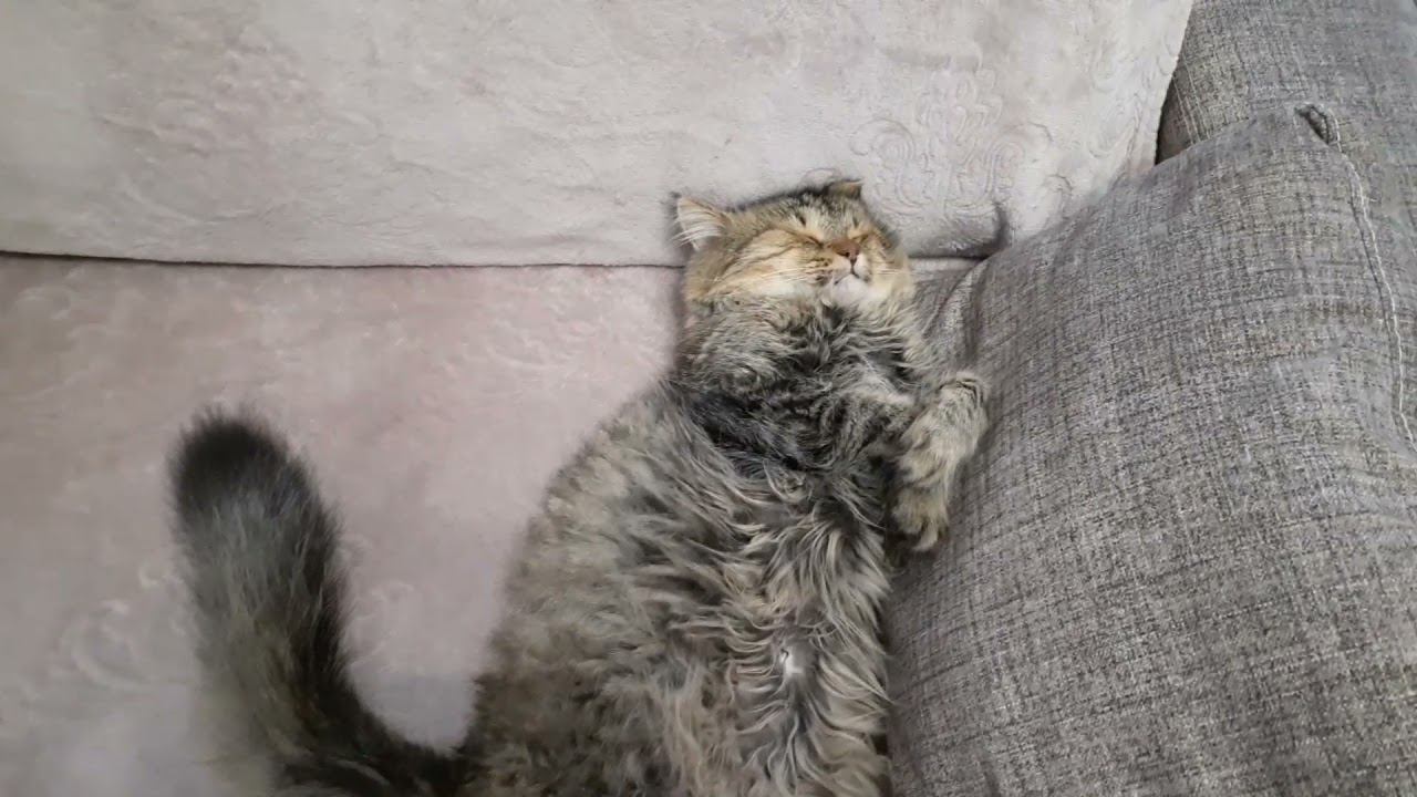 кот спит развалившись на диване смотреть онлайн
