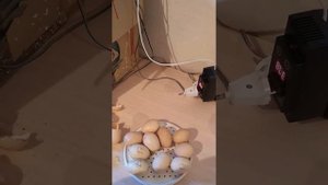 Много яиц оказались болтунами