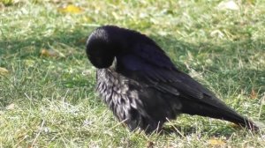 Грачи. ( Corvus frugilegus )