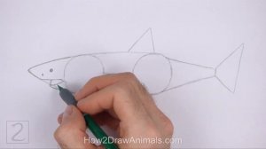 How to Draw a Shark (Great White)