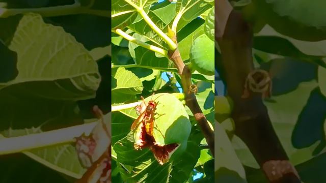 Hornet on a Fig Tree end of September