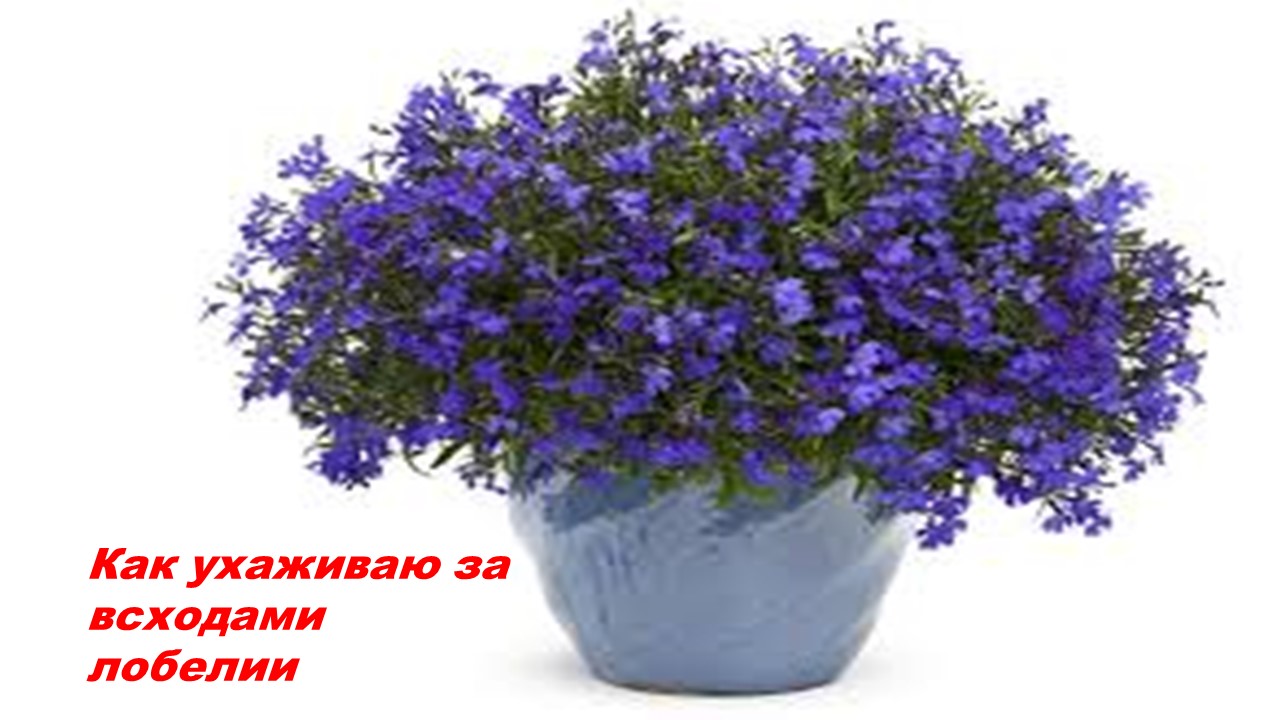 Как ухаживаю за всходами лобелии