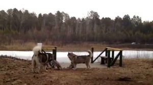 Воспитание малышей