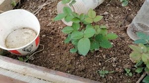 Результаты летнего черенкования роз