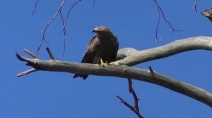 Чёрный коршун. Голос чёрного коршуна ( Milvus migrans )