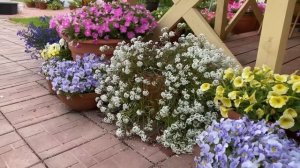 ФОРМИРОВАНИЕ, СТРИЖКА И ПОДКОРМКА ОДНОЛЕТНИХ ЦВЕТОВ В КАШПО