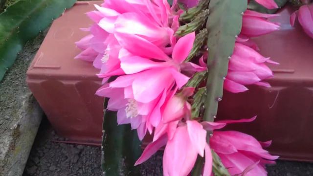 ЭПИФИЛЛУМ розовый / EPIFILUM rozā смотреть онлайн