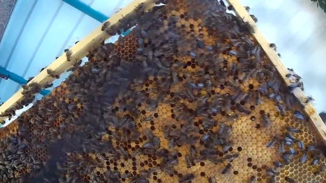 пчеловодство переход на 145 рамку самый простой способ (записки новичка)