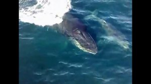 Волшебный мир китов.Песня горбатого кита