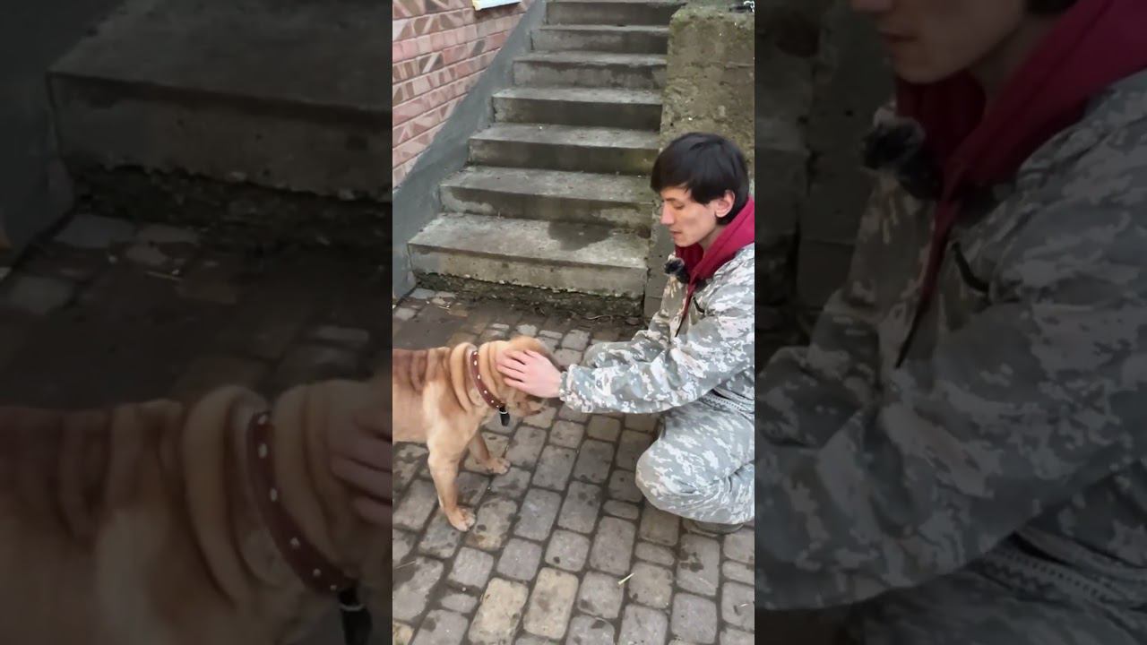 Рай! Проблемы с доверием и вандализм! #кинолог #кинология #собака #dog #short #шарпей