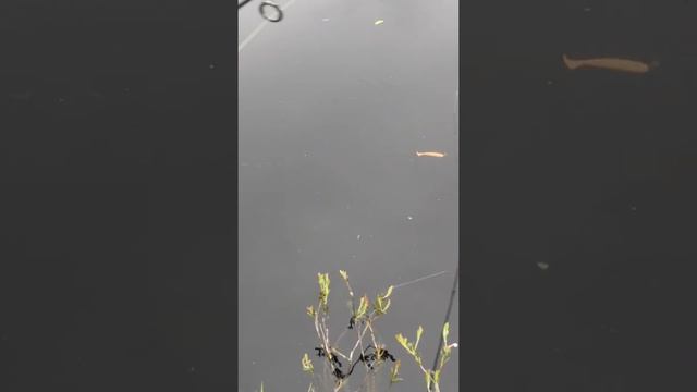 БИЗНЕС В ГАРАЖЕ. Изготовление силиконовых приманок. смотреть онлайн