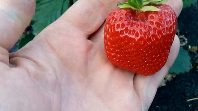 Сорт клубники Сан Андерс смотреть онлайн