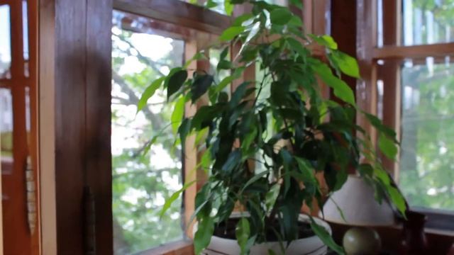 Выпуск 10. Жёлтый чай смотреть онлайн