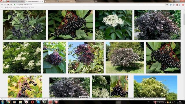 Бузина черная (Sambucus nigra) смотреть онлайн