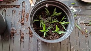 Черенкование комнатной Гвоздики.