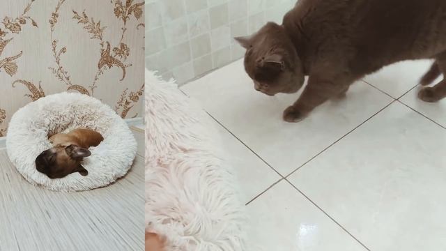 15 ЛУЧШИХ ТОВАРОВ ДЛЯ ДОМА С  ALIEXPRESS! УДАЧНЫЕ покупки для дома и кухни, декор
