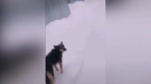 Пес очкошник