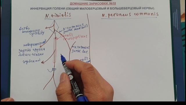 ИННЕРВАЦИЯ ГОЛЕНИ (общий малоберцовый и большеберцовый нервы) смотреть онлайн