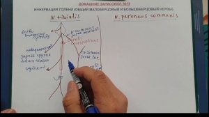 ИННЕРВАЦИЯ ГОЛЕНИ (общий малоберцовый и большеберцовый нервы)