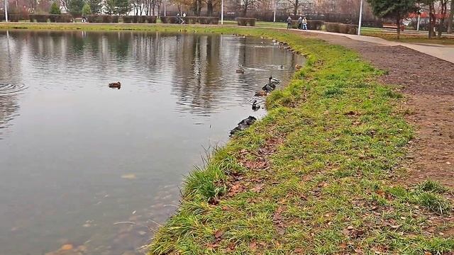 vlog от 17 ноября 2019 г. Решил немного протестировать DSLR камеру в Коровинском парке. 1080p60. смотреть онлайн