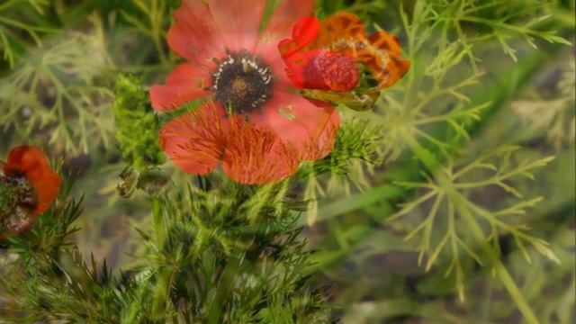 Адонис Adonis1 смотреть онлайн