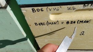 Бакфаст - лучшая семья на пасеке в 2024 году  (Видео от 31.06.2024)