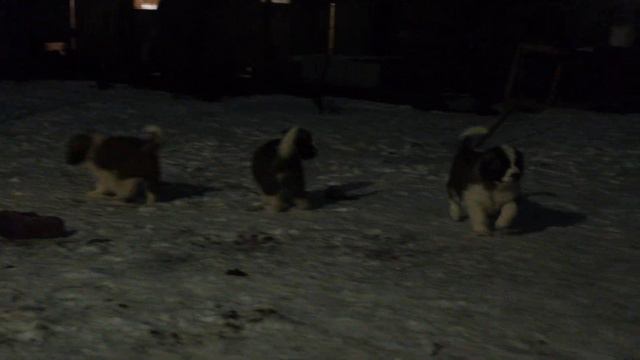 Щенки МС, 48 дней смотреть онлайн