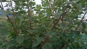 Летняя обрезка плодовых, с закладкой цветочных почек(Персик, абрикос)