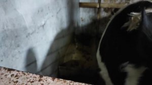 ЗАБОЙ БЫКА ОГРОМНОГО СКОРО КАКОЙ ВЕС МЯСОМ