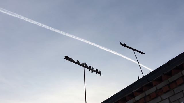 Хорошие голуби сами срываются в лёт. 15.03.2019.