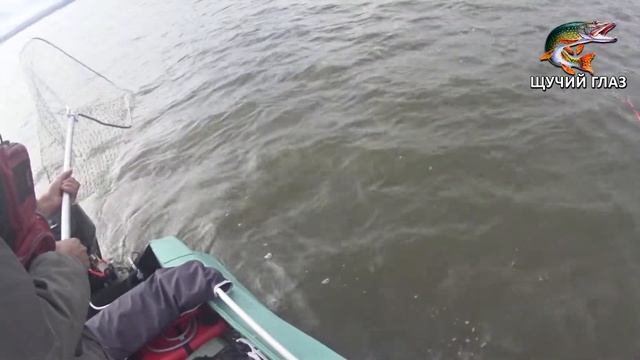 КЛАССНЫЙ УЛОВ ЩУКИ ТРОЛЛИНГОМ в Молчаново, на Оби (24.09.2019) ВСТРЕТИЛИ ПЛЫВУЩЕГО ЛОСЯ! смотреть онлайн