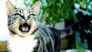 ПОЧЕМУ КРИЧИТ КОТ WHY DOES THE CAT SCREAM  Как успокоить котика