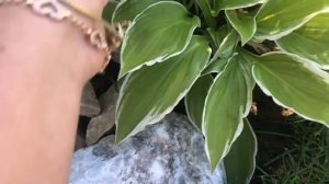 Хосты в моем саду? Немного пионов ??♀️ Пион как зефир   ?