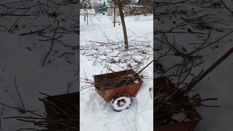 Обрезка веток на груше. Сад. Дачные будни.
