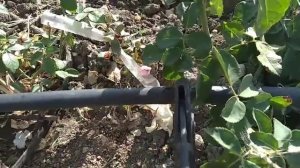 Ремонт капельной трубки