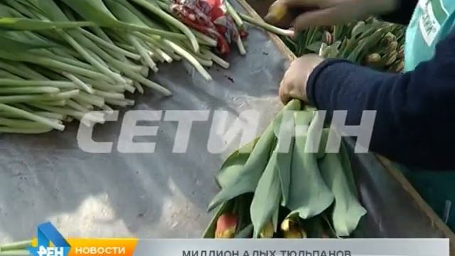 600 тысяч тюльпанов ради одного дня вырастили в Нижнем Новгороде