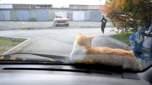 Бесстрашный кот на капоте авто