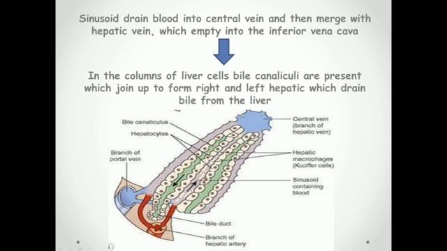 liver anatomy & physiology in hindi || lobes of liver || functions || structure смотреть онлайн