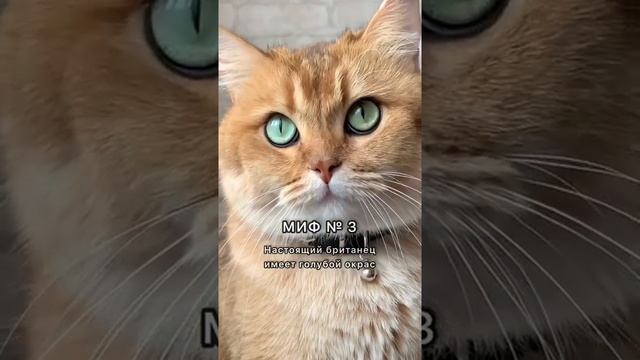 МИФЫ О БРИТАНЦАХ! #золотаяшиншилла #лучшийкот