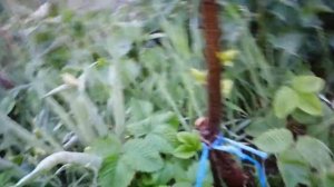 Прививка жёлтой сливы и алычи на терновник