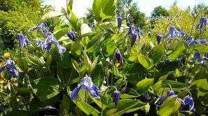 Зимостойкие клематисы для Севера