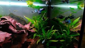 мраморная моллинезия баллон