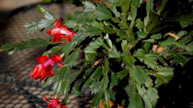 Get It Growing: Christmas cactus makes a great gift смотреть онлайн