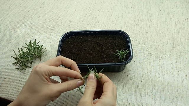 Как укоренить Розмарин. Размножение Розмарина.