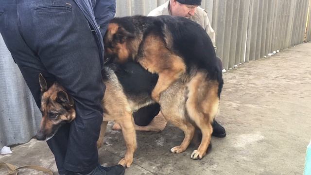 Немецкая Овчарка Радж. 2Года 8мес. Вязка. 4K смотреть онлайн