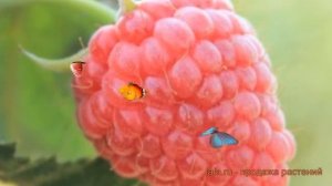 Малина ремонтантная Брусиловская (brusilovskaya) ? обзор: как сажать, саженцы малины Брусиловская