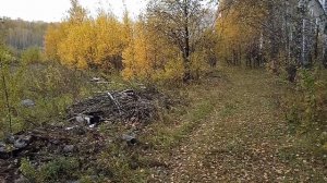 Умка встретила коров, я думал она их порвет... Но все оказалось по другому